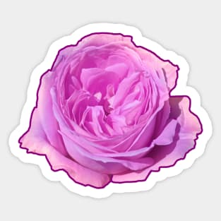 Purple Rose Flower Sticker